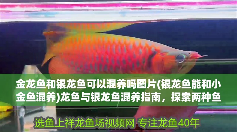 金龍魚和銀龍魚可以混養嗎圖片(銀龍魚能和小金魚混養)龍魚與銀龍魚混養指南，探索兩種魚類的