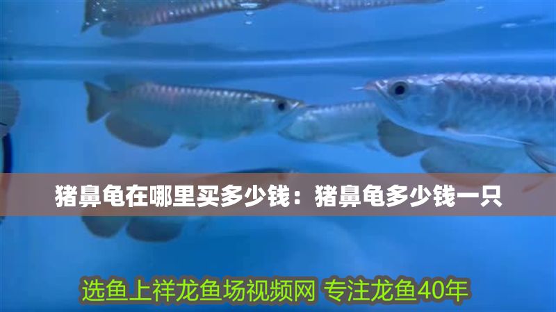 豬鼻龜在哪里買多少錢：豬鼻龜多少錢一只 豬鼻龜在哪里買多少錢：豬鼻龜多少錢一只 豬鼻龜百科 第1張