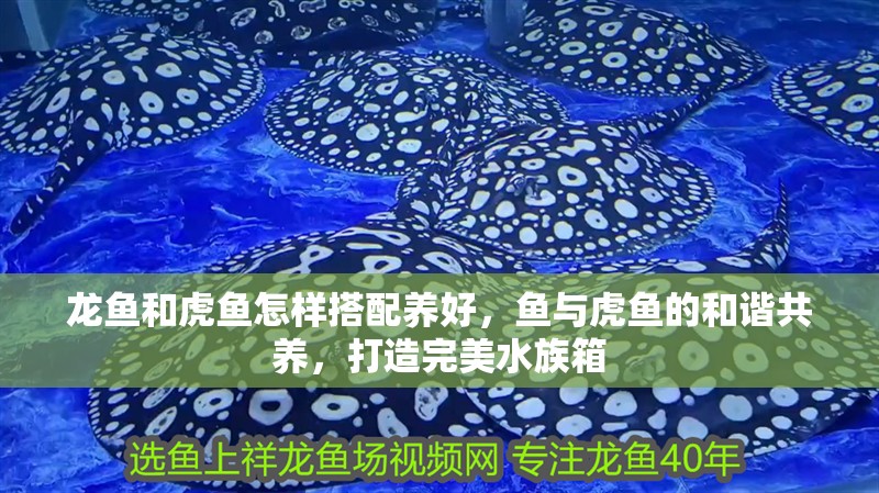 龍魚和虎魚怎樣搭配養(yǎng)好，魚與虎魚的和諧共養(yǎng)，打造完美水族箱 龍魚和虎魚怎樣搭配養(yǎng)好，魚與虎魚的和諧共養(yǎng)，打造完美水族箱 龍魚百科 第2張
