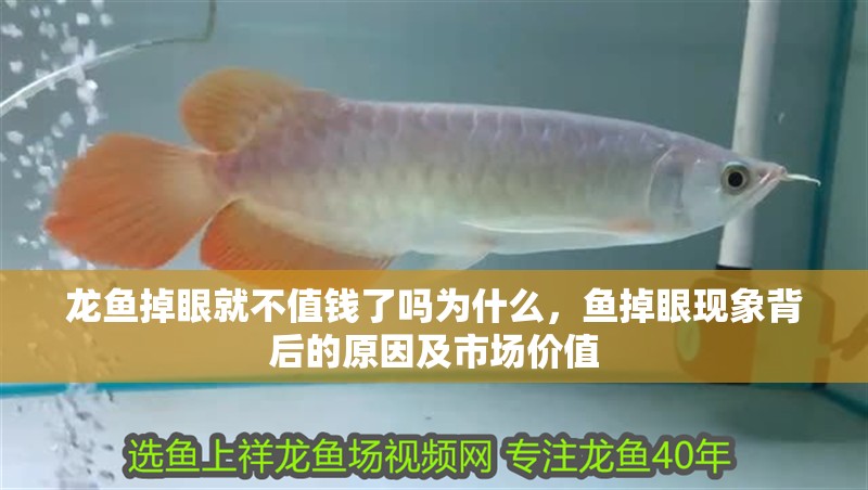 龍魚掉眼就不值錢了嗎為什么,魚掉眼現象背后的原因及市場價值 龍魚百科 第2張 龍魚掉眼就不值錢了嗎為什么,魚掉眼現象背后的原因及市場價值 龍魚掉眼就不值錢了嗎為什么,魚掉眼現象背后的原因及市場價值 龍魚百科 第2張