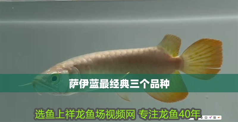 薩伊藍(lán)最經(jīng)典三個(gè)品種