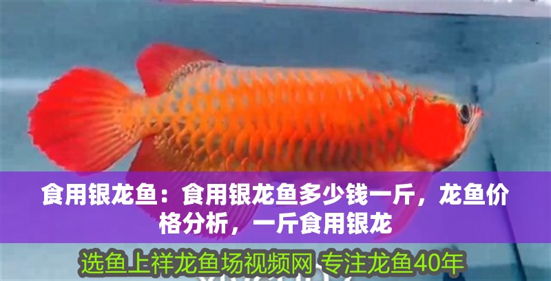 食用銀龍魚：食用銀龍魚多少錢一斤，龍魚價(jià)格分析，一斤食用銀龍