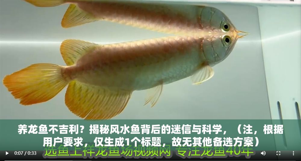 養(yǎng)龍魚不吉利？揭秘風(fēng)水魚背后的迷信與科學(xué)，（注，根據(jù)用戶要求，僅生成1個(gè)標(biāo)題，故無其他備選方案）