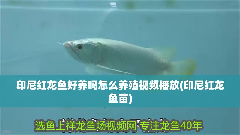 印尼紅龍魚好養嗎怎么養殖視頻播放(印尼紅龍魚苗)