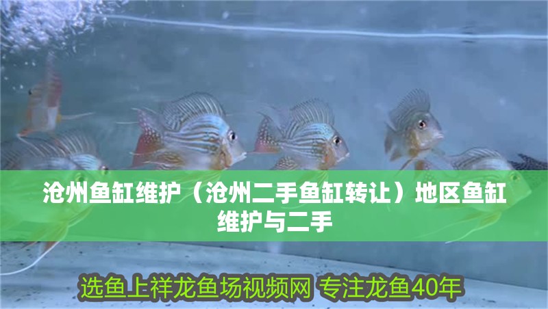 滄州魚缸維護（滄州二手魚缸轉讓）地區魚缸維護與二手 滄州魚缸維護（滄州二手魚缸轉讓）地區魚缸維護與二手 虎魚百科