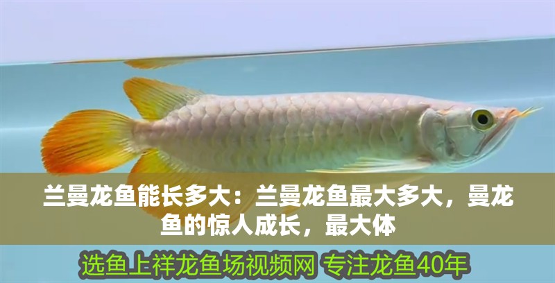 蘭曼龍魚能長多大：蘭曼龍魚最大多大，曼龍魚的驚人成長，最大體