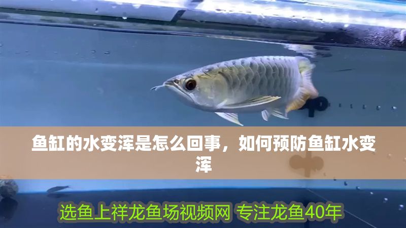 魚缸的水變渾是怎么回事，如何預防魚缸水變渾