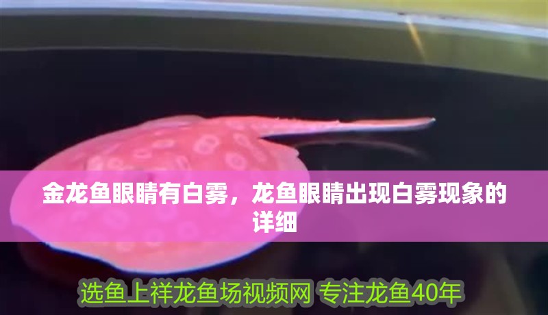 金龍魚眼睛有白霧，龍魚眼睛出現白霧現象的詳細