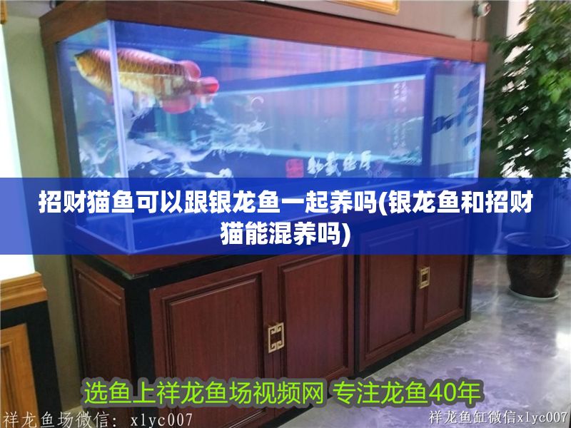 招財貓魚可以跟銀龍魚一起養嗎(銀龍魚和招財貓能混養嗎)