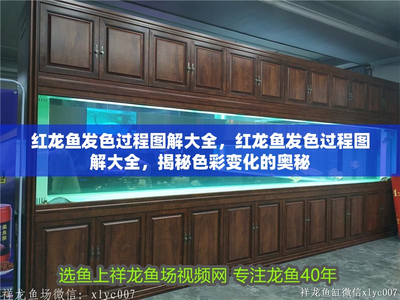 紅龍魚發色過程圖解大全，紅龍魚發色過程圖解大全，揭秘色彩變化的奧秘
