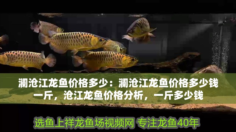 瀾滄江龍魚(yú)價(jià)格多少：瀾滄江龍魚(yú)價(jià)格多少錢(qián)一斤，滄江龍魚(yú)價(jià)格分析，一斤多少錢(qián) 瀾滄江龍魚(yú)價(jià)格多少：瀾滄江龍魚(yú)價(jià)格多少錢(qián)一斤，滄江龍魚(yú)價(jià)格分析，一斤多少錢(qián) 水族問(wèn)答
