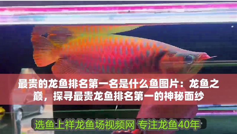 最貴的龍魚排名第一名是什么魚圖片：龍魚之巔，探尋最貴龍魚排名第一的神秘面紗