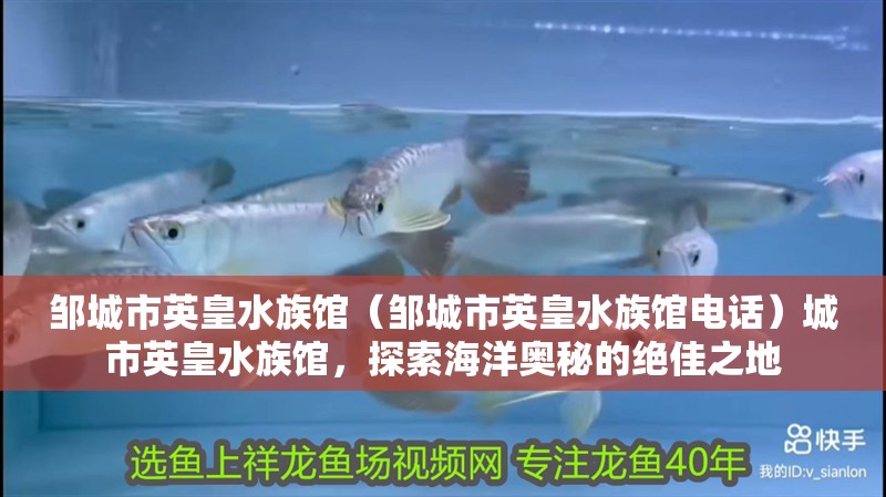 鄒城市英皇水族館（鄒城市英皇水族館電話）城市英皇水族館，探索海洋奧秘的絕佳之地