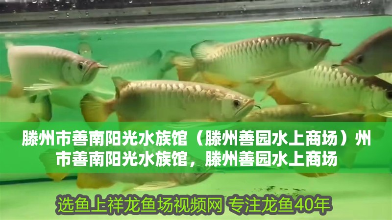 滕州市善南陽光水族館（滕州善園水上商場）州市善南陽光水族館，滕州善園水上商場 滕州市善南陽光水族館（滕州善園水上商場）州市善南陽光水族館，滕州善園水上商場 全國水族館企業名錄 第2張