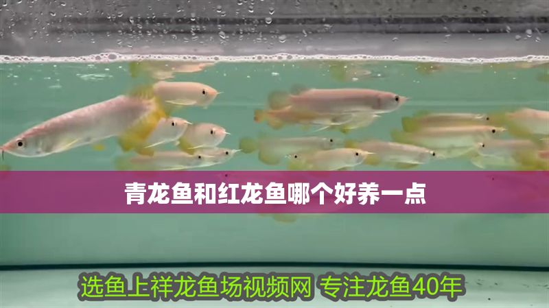 青龍魚和紅龍魚哪個好養一點