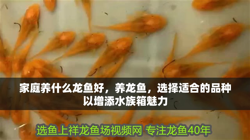家庭養什么龍魚好，養龍魚，選擇適合的品種以增添水族箱魅力