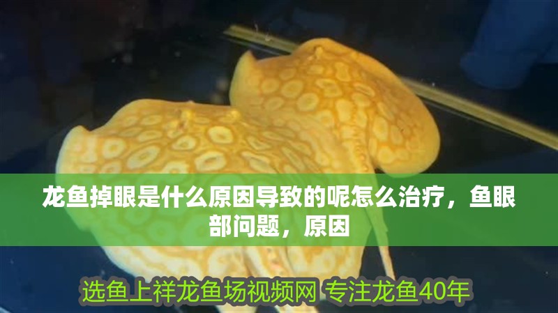龍魚掉眼是什么原因導致的呢怎么治療，魚眼部問題，原因
