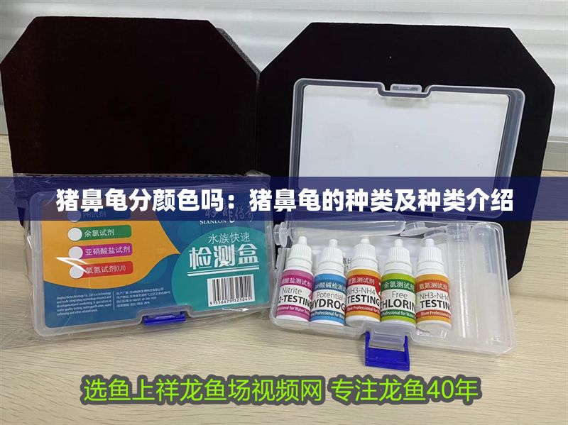 豬鼻龜分顏色嗎：豬鼻龜的種類及種類介紹