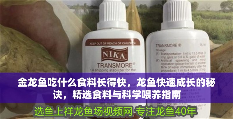 金龍魚吃什么食料長得快，龍魚快速成長的秘訣，精選食料與科學喂養(yǎng)指南