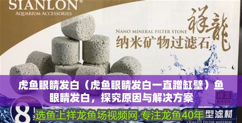 虎魚眼睛發白（虎魚眼睛發白一直蹭缸壁）魚眼睛發白，探究原因與解決方案