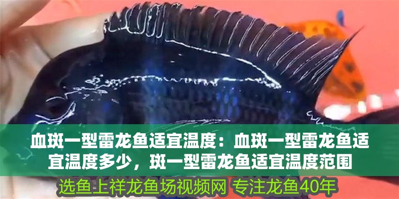 血斑一型雷龍魚適宜溫度：血斑一型雷龍魚適宜溫度多少，斑一型雷龍魚適宜溫度范圍