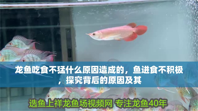 龍魚吃食不猛什么原因造成的，魚進(jìn)食不積極，探究背后的原因及其