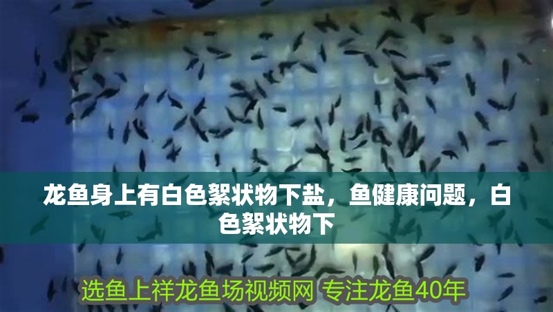 龍魚身上有白色絮狀物下鹽，魚健康問題，白色絮狀物下