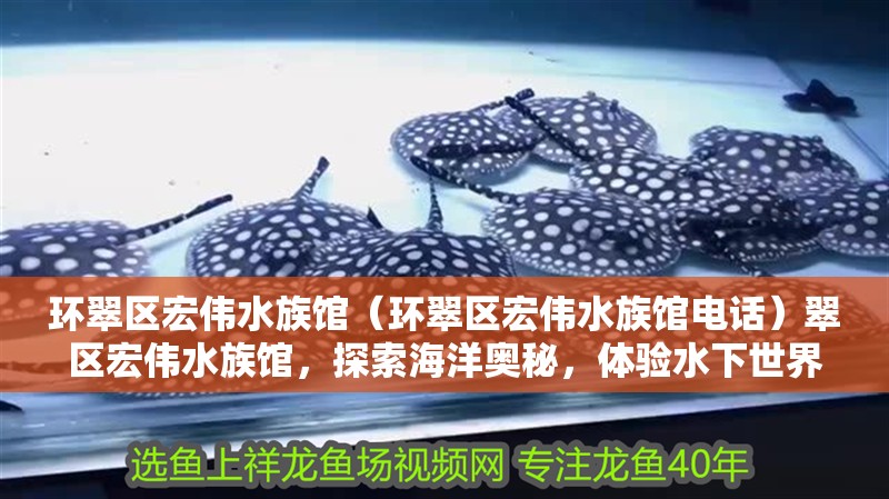 環翠區宏偉水族館（環翠區宏偉水族館電話）翠區宏偉水族館，探索海洋奧秘，體驗水下世界