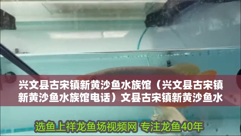 興文縣古宋鎮(zhèn)新黃沙魚水族館（興文縣古宋鎮(zhèn)新黃沙魚水族館電話）文縣古宋鎮(zhèn)新黃沙魚水族館，探索