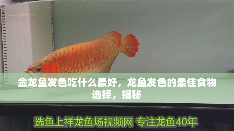 金龍魚發色吃什么最好，龍魚發色的最佳食物選擇，揭秘 金龍魚發色吃什么最好，龍魚發色的最佳食物選擇，揭秘 龍魚百科 第4張