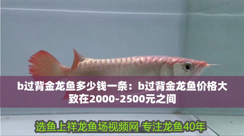 b過背金龍魚多少錢一條:b過背金龍魚價格大致在2000-2500元之間 金龍魚百科 第1張 b過背金龍魚多少錢一條:b過背金龍魚價格大致在2000-2500元之間 b過背金龍魚多少錢一條:b過背金龍魚價格大致在2000-2500元之間 金龍魚百科 第1張