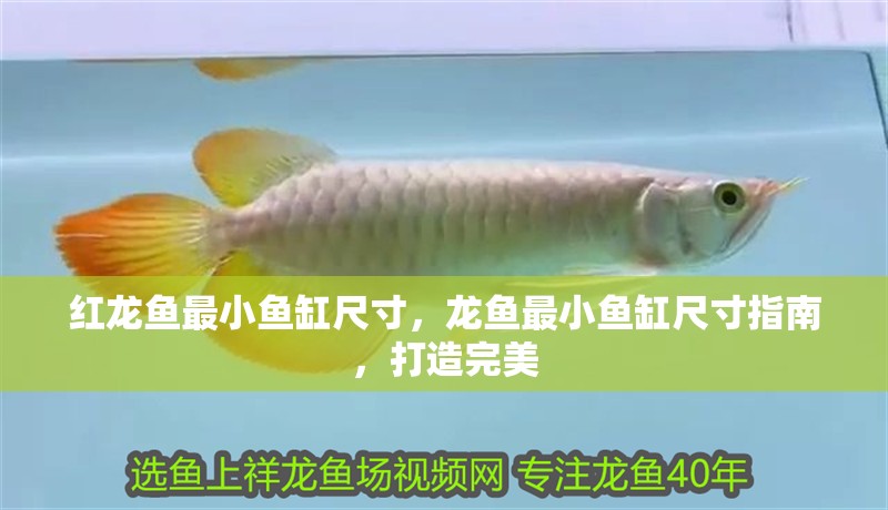 紅龍魚最小魚缸尺寸,龍魚最小魚缸尺寸指南,打造完美 龍魚百科 第4張 紅龍魚最小魚缸尺寸,龍魚最小魚缸尺寸指南,打造完美 紅龍魚最小魚缸尺寸,龍魚最小魚缸尺寸指南,打造完美 龍魚百科 第4張