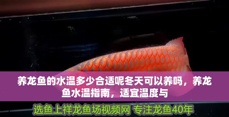 養(yǎng)龍魚的水溫多少合適呢冬天可以養(yǎng)嗎，養(yǎng)龍魚水溫指南，適宜溫度與