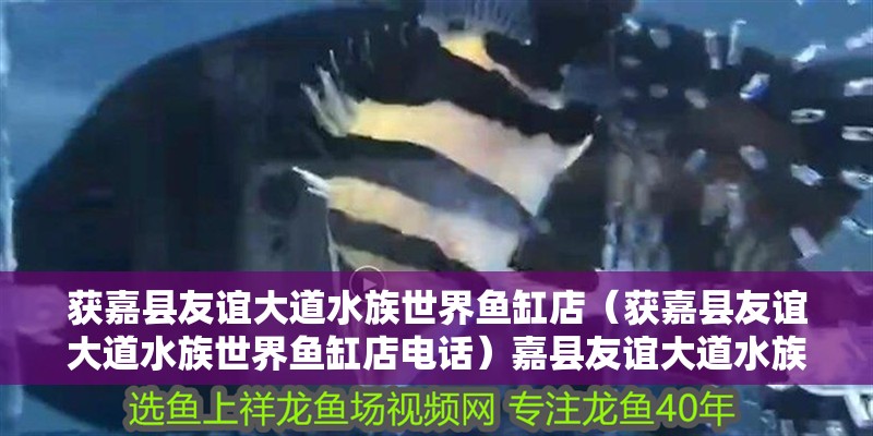 獲嘉縣友誼大道水族世界魚缸店（獲嘉縣友誼大道水族世界魚缸店電話）嘉縣友誼大道水族世界魚缸店，專業魚缸銷售與