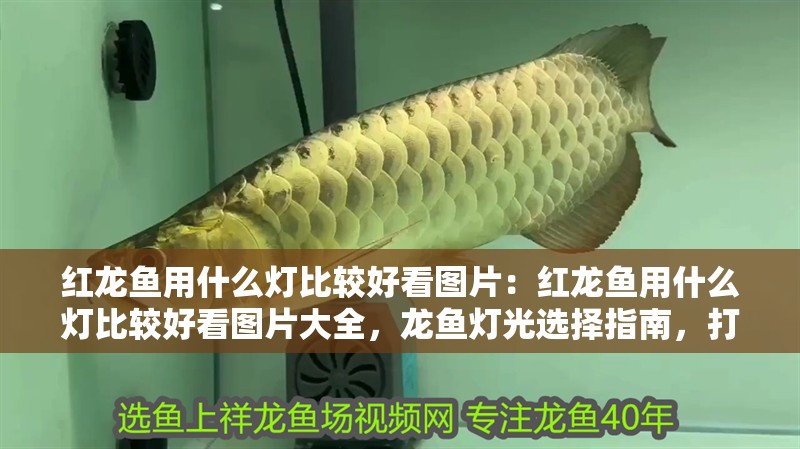 紅龍魚用什么燈比較好看圖片：紅龍魚用什么燈比較好看圖片大全，龍魚燈光選擇指南，打造迷人水 紅龍魚用什么燈比較好看圖片：紅龍魚用什么燈比較好看圖片大全，龍魚燈光選擇指南，打造迷人水 水族問答