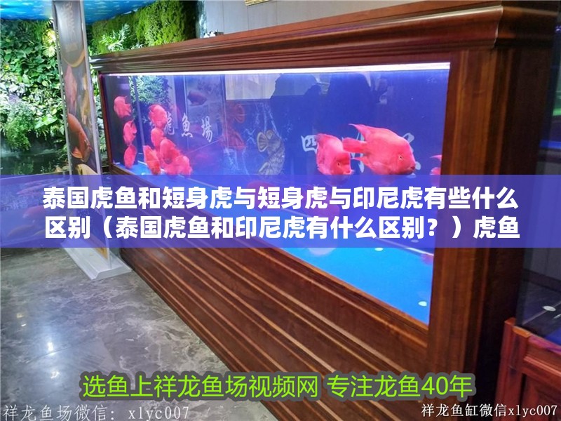 泰國虎魚和短身虎與短身虎與印尼虎有些什么區別（泰國虎魚和印尼虎有什么區別？）虎魚與印尼虎，獨特特征與