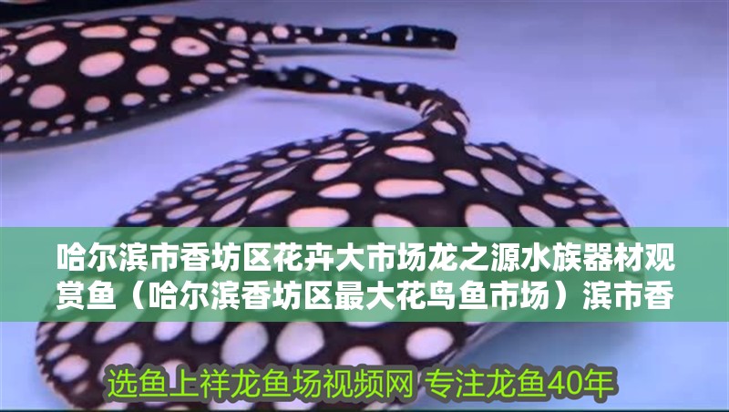 哈爾濱市香坊區花卉大市場龍之源水族器材觀賞魚（哈爾濱香坊區最大花鳥魚市場）濱市香坊區，龍之源水族器材觀賞魚市場盛大開業，引領花鳥 哈爾濱市香坊區花卉大市場龍之源水族器材觀賞魚（哈爾濱香坊區最大花鳥魚市場）濱市香坊區，龍之源水族器材觀賞魚市場盛大開業，引領花鳥 全國水族館企業名錄 第2張
