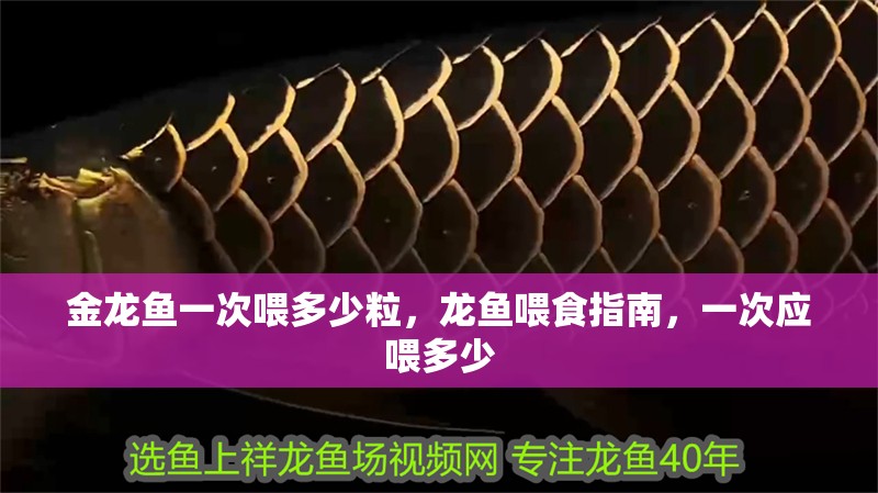 金龍魚一次喂多少粒，龍魚喂食指南，一次應(yīng)喂多少