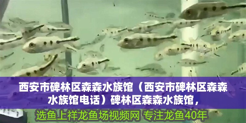 西安市碑林區森森水族館（西安市碑林區森森水族館電話）碑林區森森水族館，