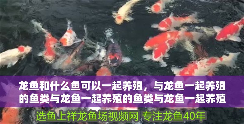 龍魚和什么魚可以一起養殖，與龍魚一起養殖的魚類與龍魚一起養殖的魚類與龍魚一起養殖，魚與哪些魚類可以共養？探索龍魚共生的伙伴