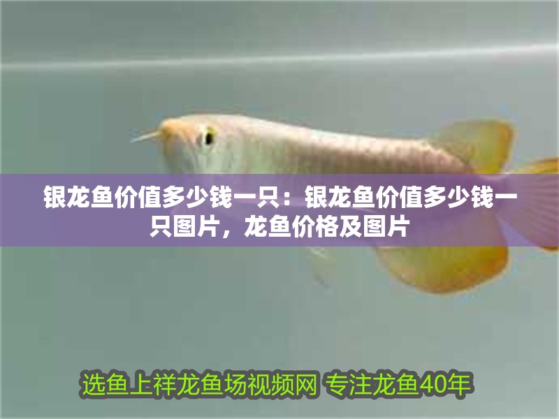 銀龍魚價值多少錢一只：銀龍魚價值多少錢一只圖片，龍魚價格及圖片