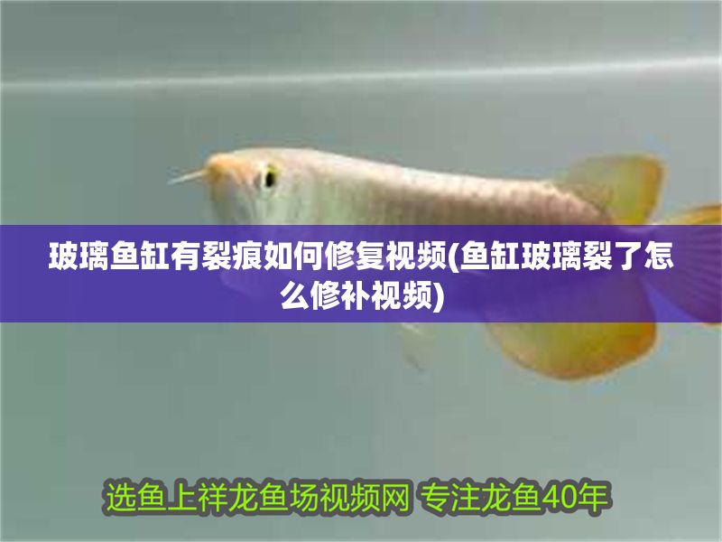 玻璃魚缸有裂痕如何修復視頻(魚缸玻璃裂了怎么修補視頻) 玻璃魚缸有裂痕如何修復視頻(魚缸玻璃裂了怎么修補視頻) 錦鯉魚百科 第1張