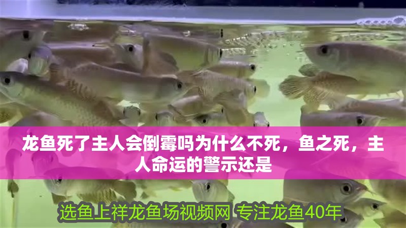 龍魚死了主人會倒霉嗎為什么不死，魚之死，主人命運的警示還是