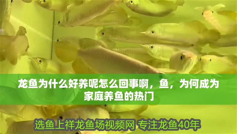 龍魚為什么好養呢怎么回事啊，魚，為何成為家庭養魚的熱門