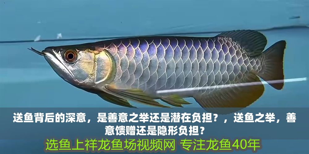 送魚背后的深意，是善意之舉還是潛在負擔？，送魚之舉，善意饋贈還是隱形負擔？