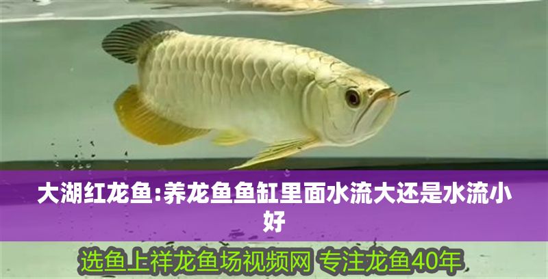 大湖紅龍魚:養龍魚魚缸里面水流大還是水流小好