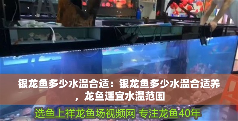 銀龍魚多少水溫合適：銀龍魚多少水溫合適養，龍魚適宜水溫范圍 銀龍魚多少水溫合適：銀龍魚多少水溫合適養，龍魚適宜水溫范圍 水族問答