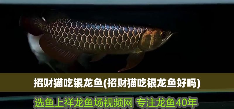 招財貓吃銀龍魚(招財貓吃銀龍魚好嗎)