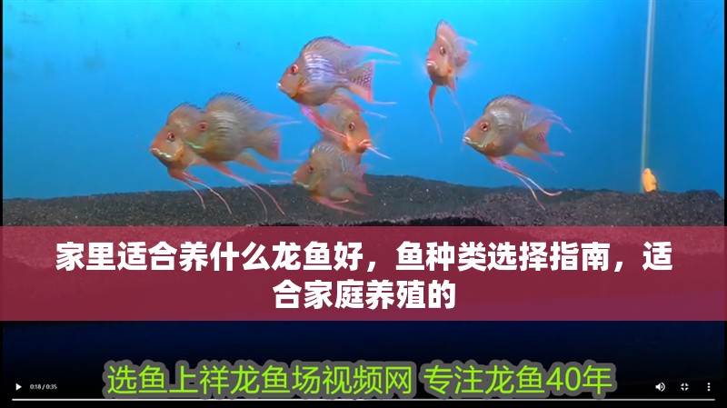 家里適合養什么龍魚好，魚種類選擇指南，適合家庭養殖的