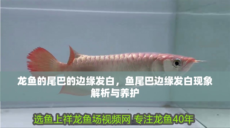 龍魚的尾巴的邊緣發白，魚尾巴邊緣發白現象解析與養護 龍魚的尾巴的邊緣發白，魚尾巴邊緣發白現象解析與養護 龍魚百科 第2張